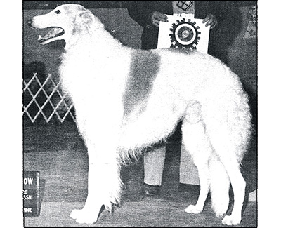 Top Conformation Borzoi 1981